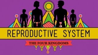 Reproductive System Basics