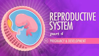 Pregnancy & Development