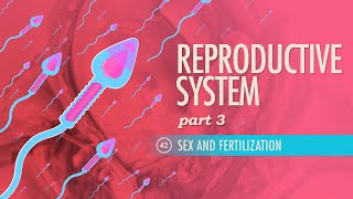 Sex & Fertilization Basics
