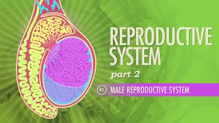 Male Reproductive System