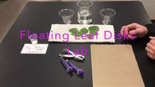 Floating Leaf Disks Lab