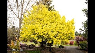 Discover the Beauty of Acer Platanoides 'Princeton Gold' Golden Norway Maple