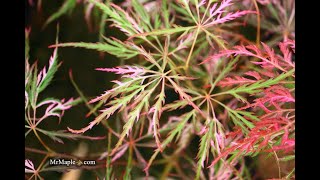 Discover the Beauty of Acer palmatum dissectum 'Hana matoi' – A Variegated Weeping Japanese Maple